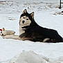 dog, husky, snow, plush_toy, outdoor, winter, animal, pet, fence, laying, black_and_white, fur, canine, nature, cold, mammal, resting, looking_back, playful, companion
