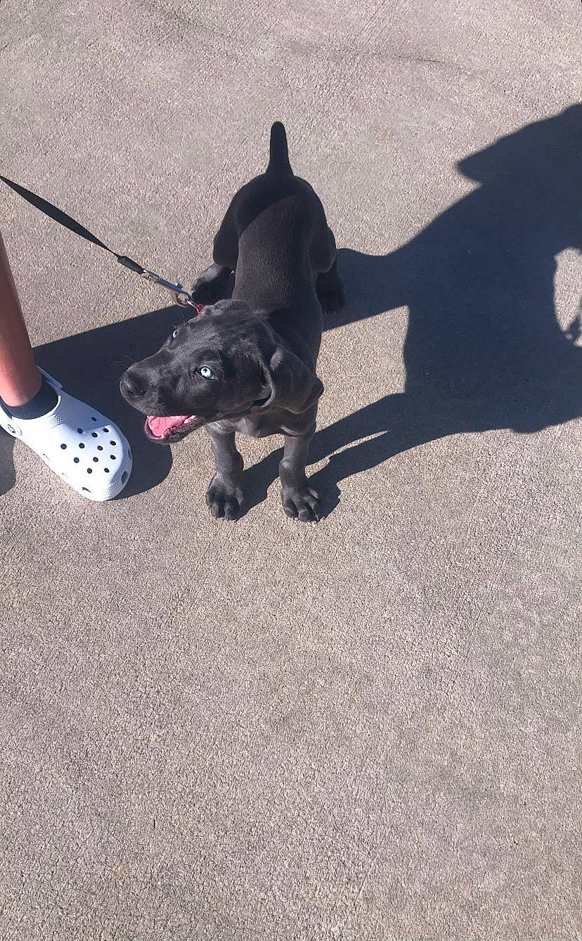 Granger joined the competition — help win amazing prizes! asphalt, automotive_tire, carnivore, companion_dog, dog, dog_breed, fashion_accessory, fawn, foot, human_leg, leash, road_surface, snout, sock, sporting_group, tail, tar, thigh, toy_dog, working_animal