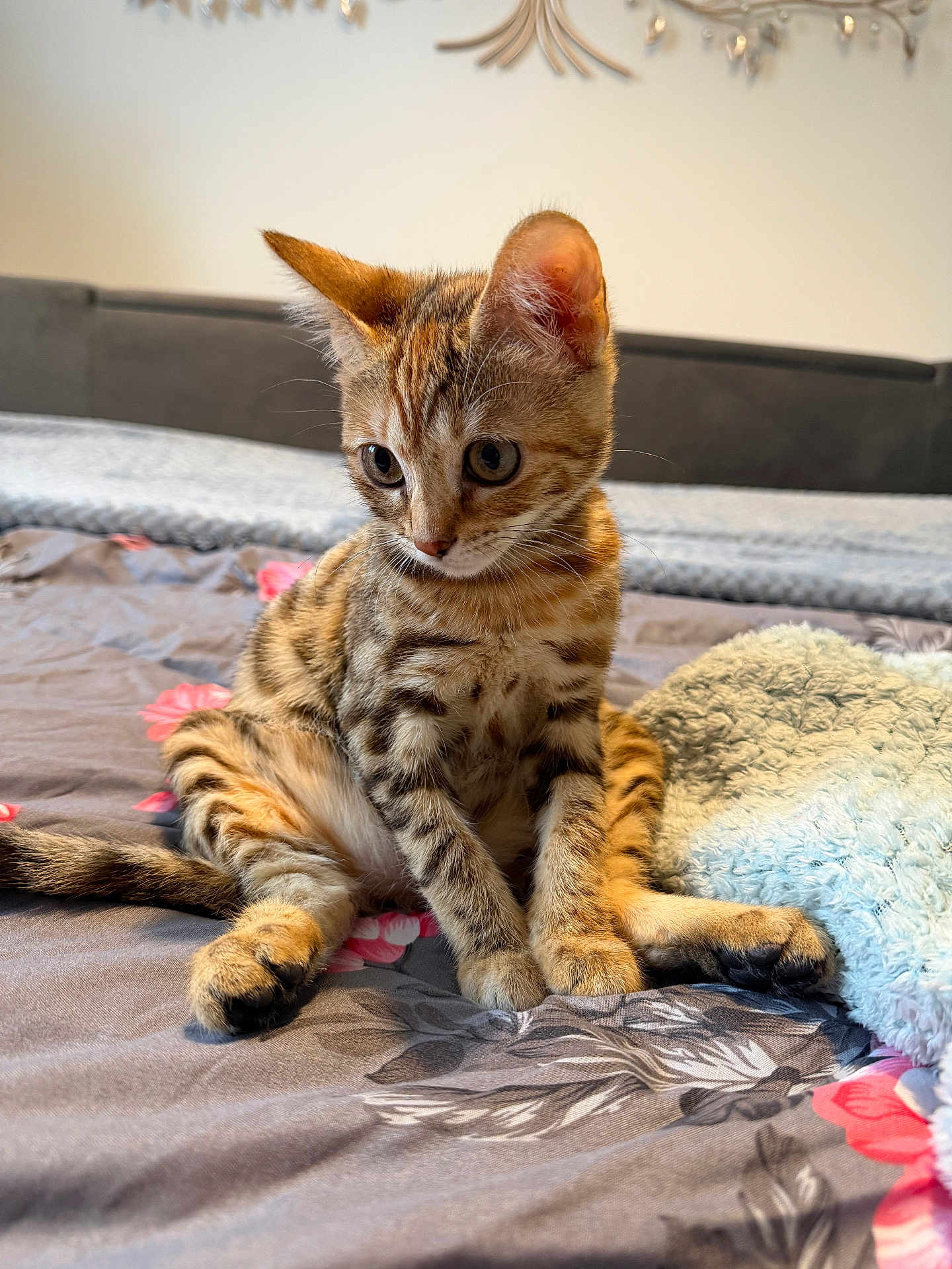 Papaya is registered to the contest to win money with this photo: kitten, cat, tabby, pet, animal, bed, blanket, indoor, fur, cute, young, sitting, whiskers, ears, paws, feline, striped, curious, soft, domestic