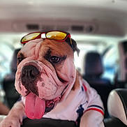 Lando joined the competition — help win amazing prizes! bulldog, dog, tongue_out, sunglasses, white_shirt, car_interior, pet, close_up, wrinkles, cute, animal, mammal, playful, portrait, seat, leather, indoors, friendly, companion, pet_clothing
