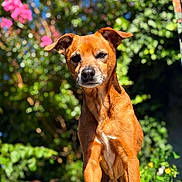 Isko participe au concours pour gagner de l'argent avec cette photo : dog, brown_dog, outdoor, garden, greenery, flowers, sunlight, pets, animal, nature, blurred_background, canine, mammal, standing, curious, daylight, two_dogs, portrait, close_up, plants