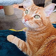 Minouche participe au concours pour gagner de l'argent avec cette photo : cat, orange_tabby, pet, animal, feline, closeup, indoor, green_eyes, whiskers, paw, fur, relaxed, comfortable, cat_tree, home_interior, soft_light, curious, domestic_cat, mammal, cute