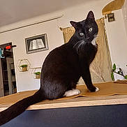 Marvin participe au concours pour gagner de l'argent avec cette photo : cat, black_cat, white_paws, green_eyes, indoor, table, plant, decor, curtain, wall_art, pet, feline, sitting, curious, domestic_animal, house, cozy, furniture, whiskers, tail