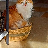 Rocky participe au concours pour gagner de l'argent avec cette photo : cat, orange_cat, white_cat, fluffy_cat, basket, indoor, floor, tile_floor, curious, pet, animal, feline, domestic_animal, household, furniture, shadow, natural_light, looking, sitting, cozy