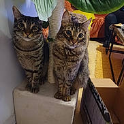 Jimy Et Tomy participe au concours pour gagner de l'argent avec cette photo : cat, tabby, pet, indoor, feline, animal, cat_tree, plant, leaf, cardboard_box, furniture, couch, orange, curious, sitting, whiskers, eyes, ears, floor, home