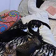 Suki Et Léo a rejoint le concours — aidez-le/la à gagner de superbes lots ! cat, tuxedo_cat, tabby_cat, bed, pillow, blanket, fur, pet, animal, indoor, resting, curious, looking, three_cats, cozy, comfortable, feline, black_and_white, striped, domestic