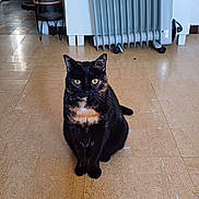 Mia a rejoint le concours — aidez-le/la à gagner de superbes lots ! cat, black_cat, indoor, floor, radiator, home, pet, animal, curious, sitting, tile_floor, furniture, plant, container, doorway, shadow, domestic, orange_marking, looking, companion