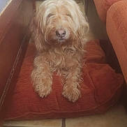 Lya a rejoint le concours — aidez-le/la à gagner de superbes lots ! dog, cushion, indoor, floor, tile_floor, furniture, table, couch, brown_dog, pet, living_room, wooden_cabinet, relaxed, home, canine, cozy, fur, animal, cute, resting