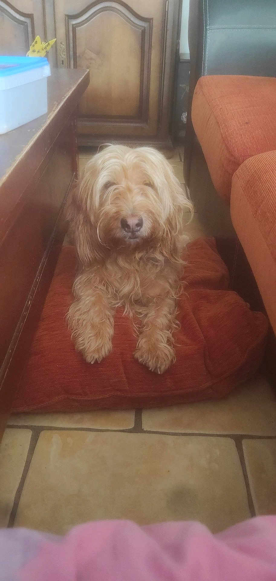 Lya a rejoint le concours — aidez-le/la à gagner de superbes lots ! dog, cushion, indoor, floor, tile_floor, furniture, table, couch, brown_dog, pet, living_room, wooden_cabinet, relaxed, home, canine, cozy, fur, animal, cute, resting