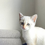Gribouille a rejoint le concours — aidez-le/la à gagner de superbes lots ! kitten, cat, blue_eyes, white_fur, blanket, couch, indoor, pet, animal, soft_light, curious, feline, young, fur, whiskers, ears, paws, home, cozy, texture