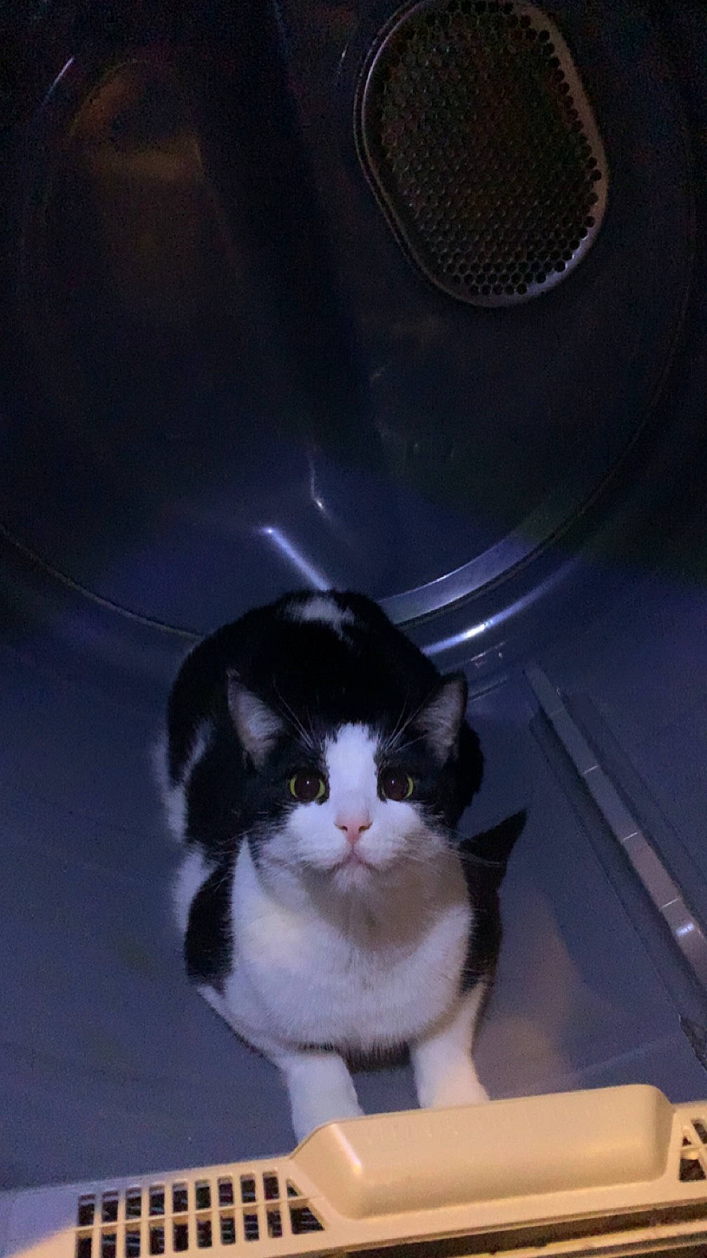 Max is registered to the contest to win money with this photo: automotive_exterior, automotive_lighting, automotive_tire, box, bumper, carnivore, cat, domestic_short_haired_cat, electric_blue, felidae, fender, fur, hood, rim, small_to_medium_sized_cats, tail, trunk, vehicle_door, whiskers, window