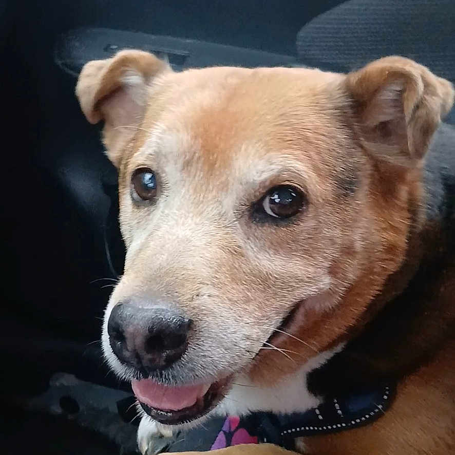 Recess joined the competition — help win amazing prizes! animal, black_coat, car_interior, closeup, collar, companion, cute, dog, domestic_animal, door_handle, happy, paw, pet, portrait, resting, seat, smiling, tan_coat, vehicle, window