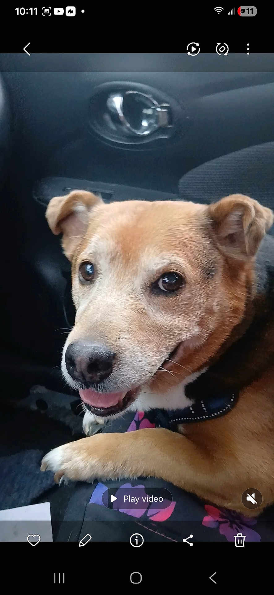 Recess joined the competition — help win amazing prizes! dog, pet, animal, car_interior, seat, paw, smiling, tan_coat, black_coat, collar, closeup, cute, happy, companion, domestic_animal, portrait, vehicle, window, door_handle, resting