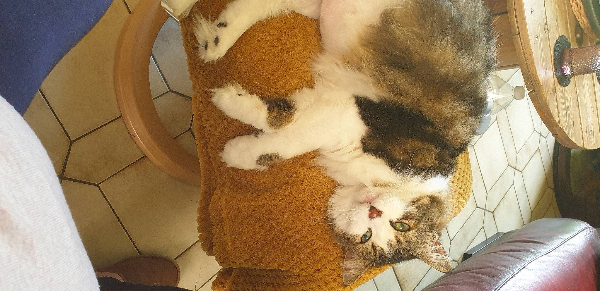 Princesse a rejoint le concours — aidez-le/la à gagner de superbes lots ! carnivore, cat, claw, comfort, companion_dog, dog_breed, domestic_short_haired_cat, fawn, felidae, flooring, foot, fur, paw, small_to_medium_sized_cats, snout, tail, terrestrial_animal, whiskers