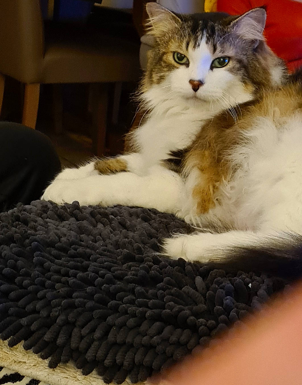 Princesse participe au concours pour gagner de l'argent avec cette photo : box, carnivore, cat, claw, comfort, couch, domestic_short_haired_cat, drawer, fawn, felidae, fur, lap, linens, paw, small_to_medium_sized_cats, tail, whiskers, window, woolen, woven_fabric