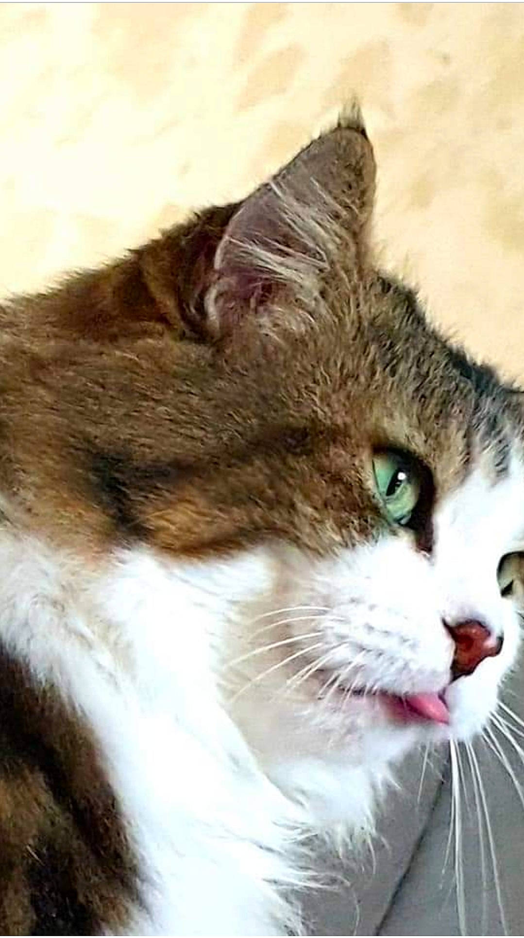 Princesse a rejoint le concours — aidez-le/la à gagner de superbes lots ! carnivore, cat, domestic_short_haired_cat, felidae, fur, grass, small_to_medium_sized_cats, snout, terrestrial_animal, whiskers, wildlife, window