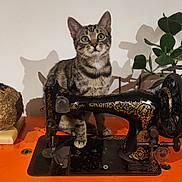 Mimi a rejoint le concours — aidez-le/la à gagner de superbes lots ! tabby_cat, kitten, vintage_sewing_machine, singer, orange_table, plant, indoor, shadow, curious, wide_eyes, feline, decor, antique, close_up, pet, animal, houseplant, wooden_surface, still_life, domestic_cat