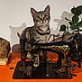 tabby_cat, kitten, vintage_sewing_machine, singer, orange_table, plant, indoor, shadow, curious, wide_eyes, feline, decor, antique, close_up, pet, animal, houseplant, wooden_surface, still_life, domestic_cat