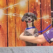 Royal is registered to the contest to win money with this photo: dog, small_dog, black_and_white, leash, person, arm, wooden_wall, string_lights, festive, cozy, outdoor, pet, cute, smiling_dog, animal, companion, happy, holding, portrait, background