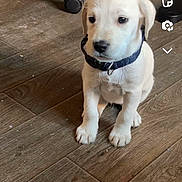 Tinouche participe au concours pour gagner de l'argent avec cette photo : puppy, dog, white_puppy, collar, floor, wooden_floor, indoor, pet, sitting, cute, young_dog, animal, domestic_animal, small_dog, canine, flooring, chair_wheel, looking, young_pet, companion