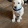 puppy, dog, white_puppy, collar, floor, wooden_floor, indoor, pet, sitting, cute, young_dog, animal, domestic_animal, small_dog, canine, flooring, chair_wheel, looking, young_pet, companion