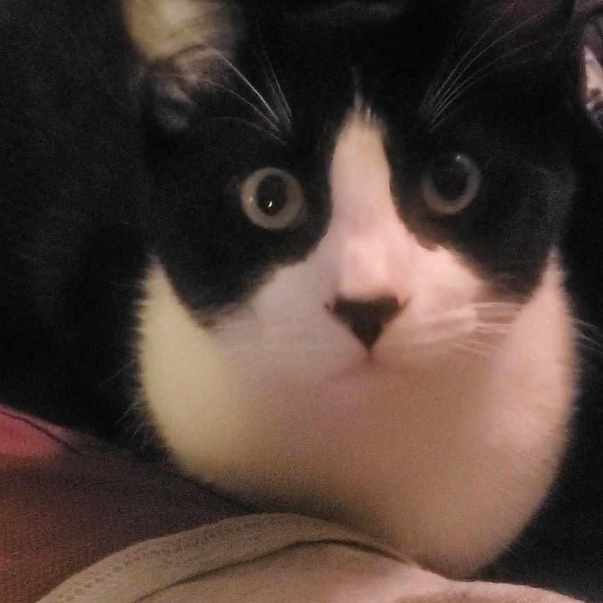 Spaz