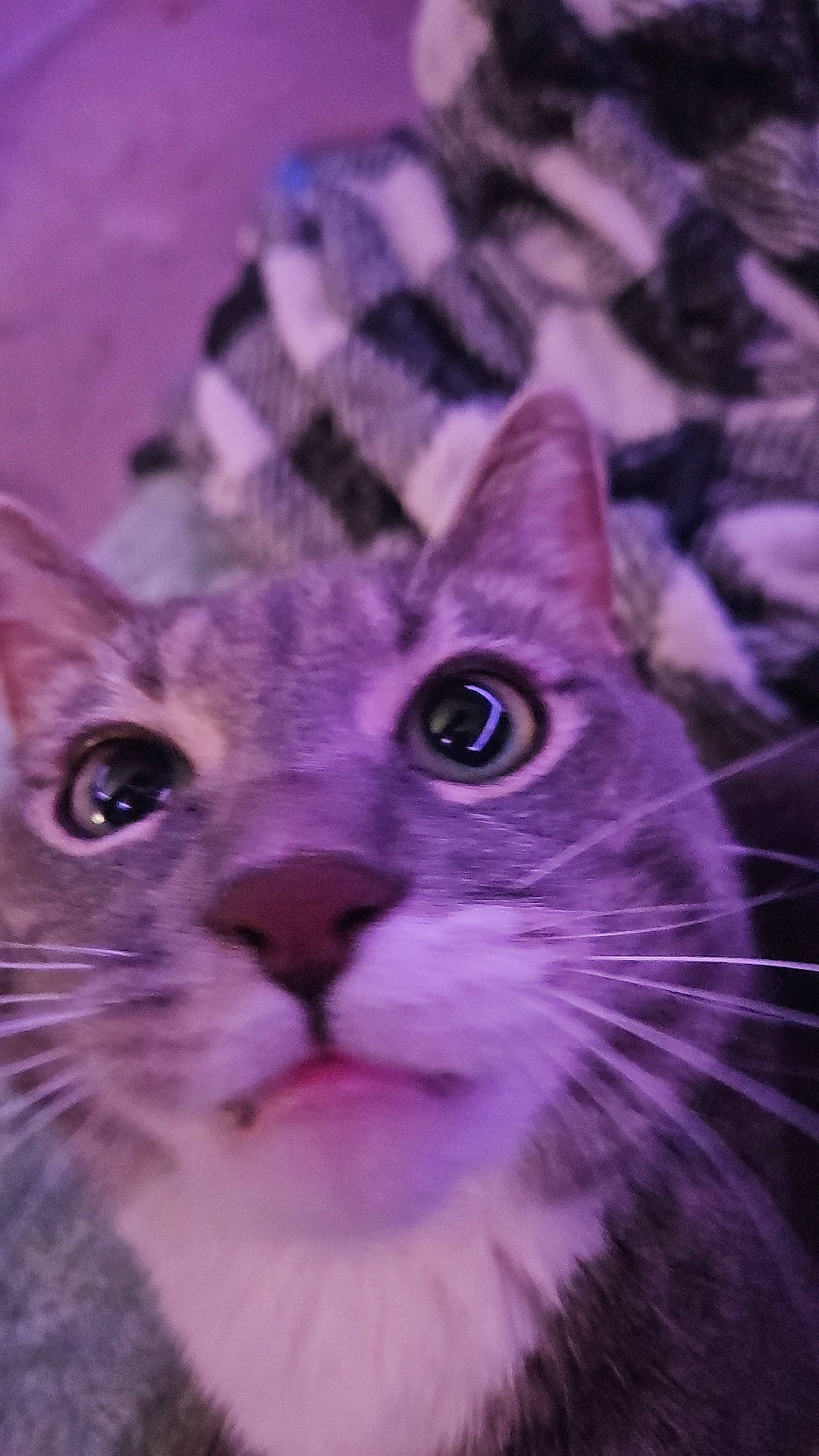 Mr.scout joined the competition — help win amazing prizes! art, carnivore, cat, domestic_short_haired_cat, electric_blue, fawn, felidae, fur, magenta, pattern, petal, pink, plant, purple, small_to_medium_sized_cats, snout, tail, terrestrial_animal, violet, whiskers