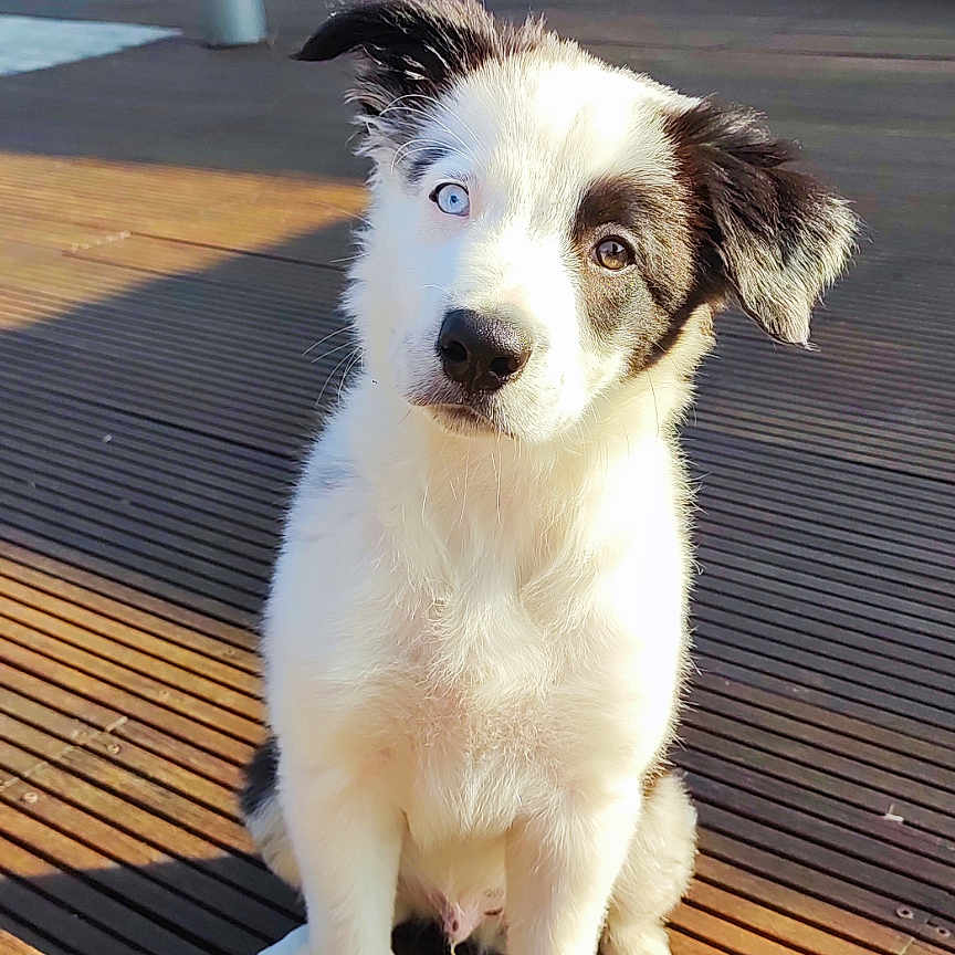 Viny a rejoint le concours — aidez-le/la à gagner de superbes lots ! animal, architecture, boardwalk, bridge, building, canine, chair, deck, dog, furniture, hardwood, house, housing, husky, pet, porch, puppy, water, waterfront, wood