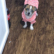 Skylar is registered to the contest to win money with this photo: animal, brown, coca_cola_bottle, companion, curious, cute, dog, door_frame, floor, furniture, home, indoor, looking_up, pet, pink_sweater, small_dog, standing, sweater, white, wooden_floor