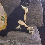 Oreo joined the competition — help win amazing prizes! cat, black_and_white, sitting, couch, indoor, pet, feline, collar, reflective, pillow, sunflower, furniture, animal, whiskers, tail, paw, domestic, relaxed, home, cozy