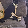 cat, black_and_white, sitting, couch, indoor, pet, feline, collar, reflective, pillow, sunflower, furniture, animal, whiskers, tail, paw, domestic, relaxed, home, cozy