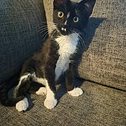 Oreo is registered to the contest to win money with this photo: animal, black_and_white, cat, couch, curious, cute, domestic_animal, fur, furniture, indoor, kitten, paw, pet, shadow, sitting, texture, tuxedo_cat, whiskers, yellow_eyes, young