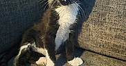 Oreo is registered to the contest to win money with this photo: animal, black_and_white, cat, couch, curious, cute, domestic_animal, fur, furniture, indoor, kitten, paw, pet, shadow, sitting, texture, tuxedo_cat, whiskers, yellow_eyes, young