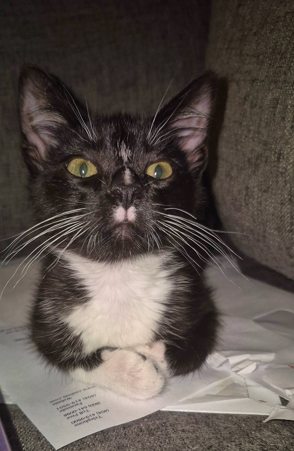 animal, black_and_white, cat, closeup, couch, curious, cute, domestic_animal, face, feline, fur, indoor, kitten, paper, pet, sitting, tuxedo_cat, whiskers, yellow_eyes, young
