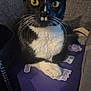 black_and_white, cat, close_up, couch, cushion, domestic_animal, fur, furniture, gaze, handbag, home, indoor, paw, portrait, purple_box, relaxed, sticker, tuxedo_cat, whiskers, yellow_eyes