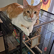 Lily is registered to the contest to win money with this photo: cat, orange_and_white, animal, pet, birdcage, cage, indoor, curtain, sunflower, toy, wooden_perch, floor, metal, furniture, close_up, looking, resting, domestic_animal, collar, curious