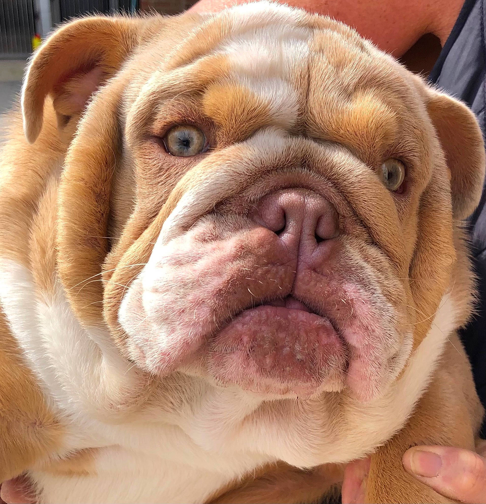 Cardi-p is registered to the contest to win money with this photo: bulldog, carnivore, close_up, comfort, companion_dog, dog, dog_breed, eye, fawn, head, liver, mammal, ori_pei, shar_pei, snout, sporting_group, vertebrate, whiskers, working_animal, wrinkle