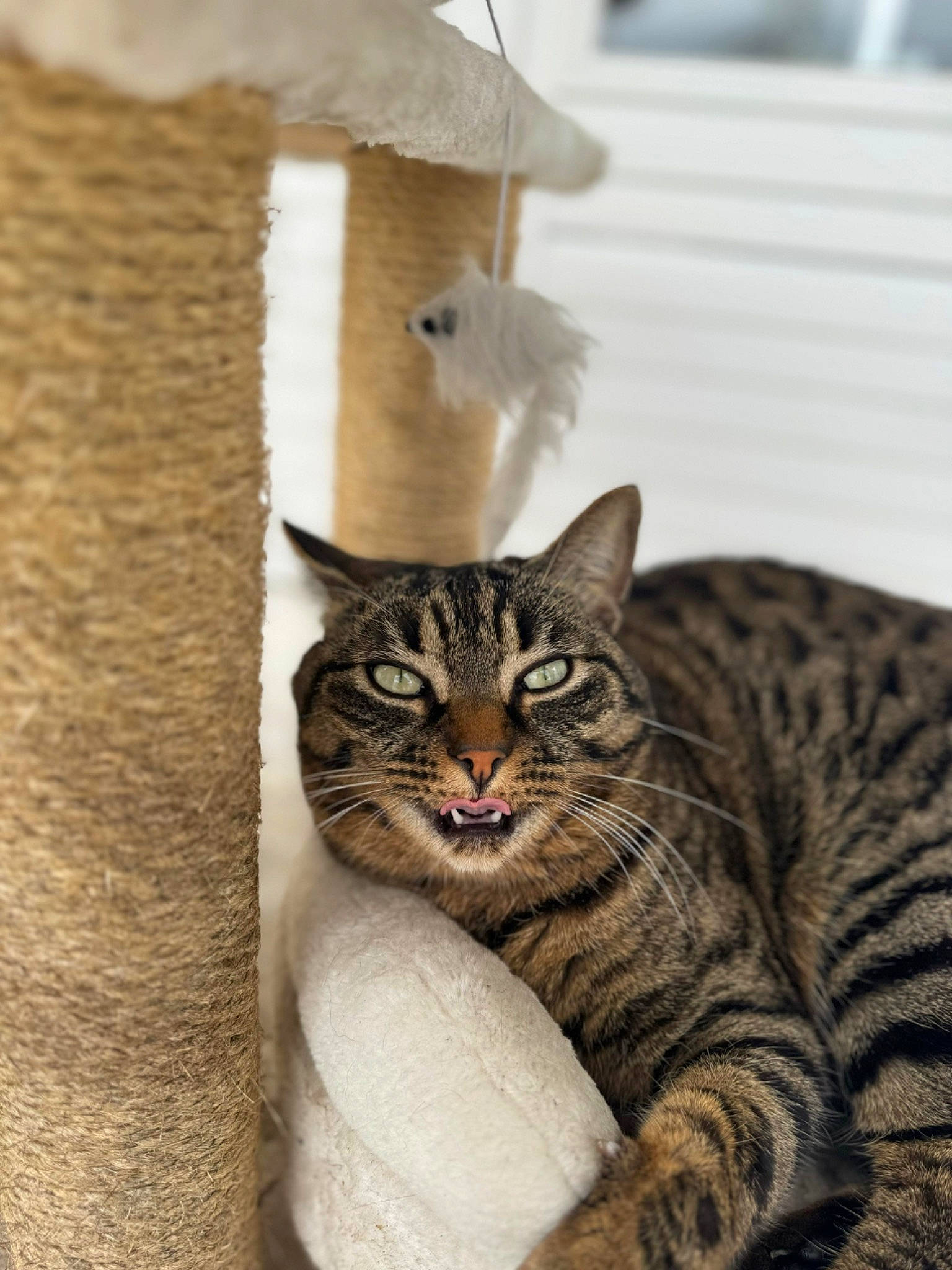 Smocky participe au concours pour gagner de l'argent avec cette photo : box, cardboard, carnivore, cat, cat_supply, domestic_short_haired_cat, felidae, fur, pet_supply, shipping_box, sitting, small_to_medium_sized_cats, snout, tail, terrestrial_animal, tree, whiskers, wildlife, wood