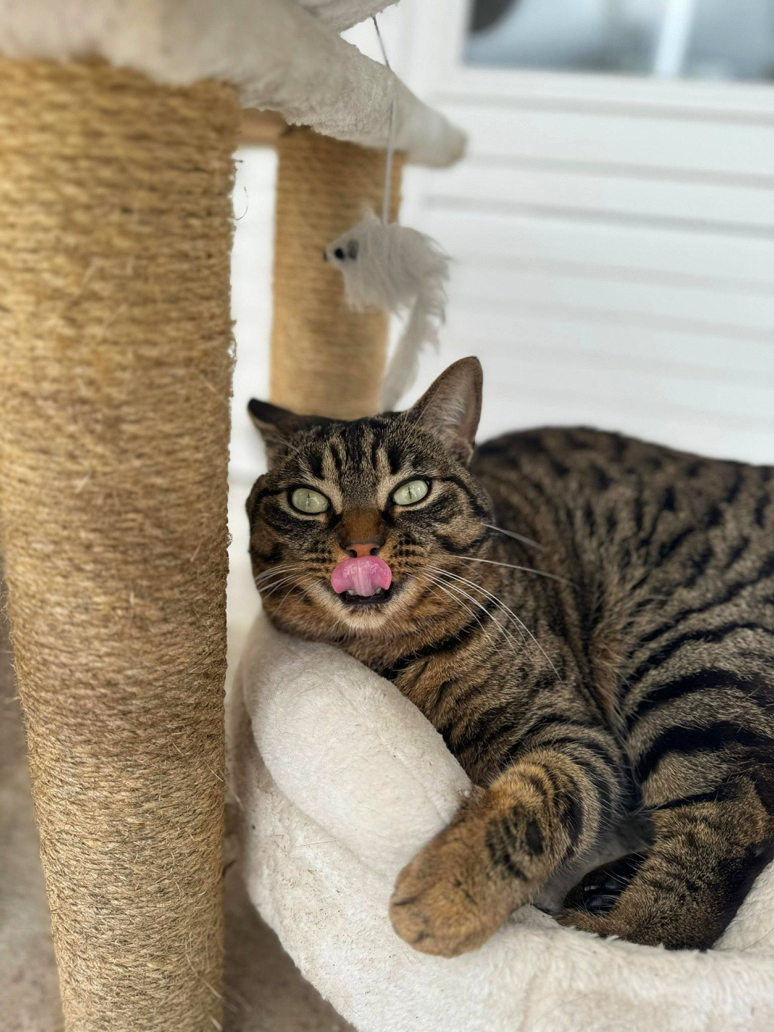 Smocky a rejoint le concours — aidez-le/la à gagner de superbes lots ! carnivore, cat, cat_supply, claw, comfort, domestic_short_haired_cat, felidae, fur, sitting, small_to_medium_sized_cats, snout, tail, terrestrial_animal, tree, whiskers, wildlife, window, wood