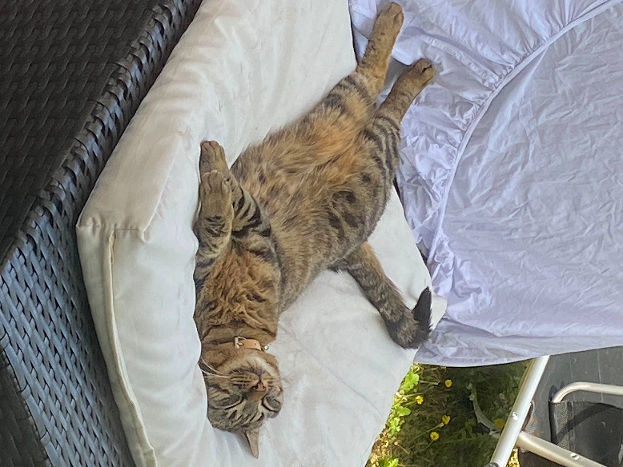 Smocky participe au concours pour gagner de l'argent avec cette photo : bed, carnivore, cat, claw, comfort, domestic_short_haired_cat, felidae, fur, linens, military_camouflage, nap, pattern, paw, plant, sleep, small_to_medium_sized_cats, tail, terrestrial_animal, textile, whiskers