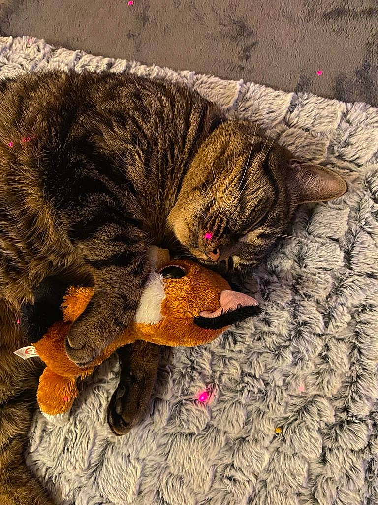 Smocky participe au concours pour gagner de l'argent avec cette photo : art, big_cats, canidae, carnivore, cat, claw, dog_breed, domestic_short_haired_cat, fawn, felidae, fur, nap, paw, small_to_medium_sized_cats, tail, terrestrial_animal, visual_arts, whiskers, wildlife, wood