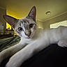 Dumpling joined the competition — help win amazing prizes! cat, indoor, pet, animal, stretching, blue_eyes, fur, whiskers, ears, close_up, relaxing, home, window, lamp, furniture, curious, mammal, cute, domestic, cozy