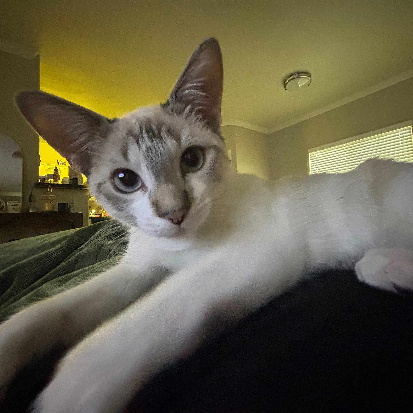 Dumpling