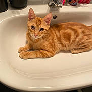 Caramel participe au concours pour gagner de l'argent avec cette photo : animal, bathroom, cat, curious, cute, domestic_cat, eyes, faucet, fur, ginger_cat, indoor, laying, orange, pet, portrait, relaxed, sink, tabby, toiletries, whiskers