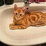 animal, bathroom, cat, curious, cute, domestic_cat, eyes, faucet, fur, ginger_cat, indoor, laying, orange, pet, portrait, relaxed, sink, tabby, toiletries, whiskers