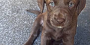 Lola joined the competition — help win amazing prizes! adorable, animal, brown, canine, carpet, companion, cute, dog, domestic, eyes, fur, indoor, looking_up, pet, puppy, sitting, small, whiskers, white_paws, young