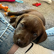 Lola joined the competition — help win amazing prizes! animal, brown_fur, carpet, chocolate_labrador, close_up, cute, dog, dog_toy, domestic, floor, foot, indoor, jeans, laying_down, pet, puppy, resting, sock, toy, young