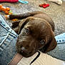 animal, brown_fur, carpet, chocolate_labrador, close_up, cute, dog, dog_toy, domestic, floor, foot, indoor, jeans, laying_down, pet, puppy, resting, sock, toy, young