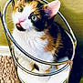 Puma is registered to the contest to win money with this photo: kitten, calico, cat, pet, indoor, toilet_paper_holder, metal, curious, green_eyes, fur, whiskers, carpet, wall, closeup, cute, young, animal, domestic, feline, playful