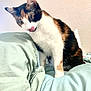 cat, calico, indoor, bed, bedding, sheet, fur, animal, pet, curious, licking, playful, whiskers, ears, paws, soft, cozy, feline, domestic, resting